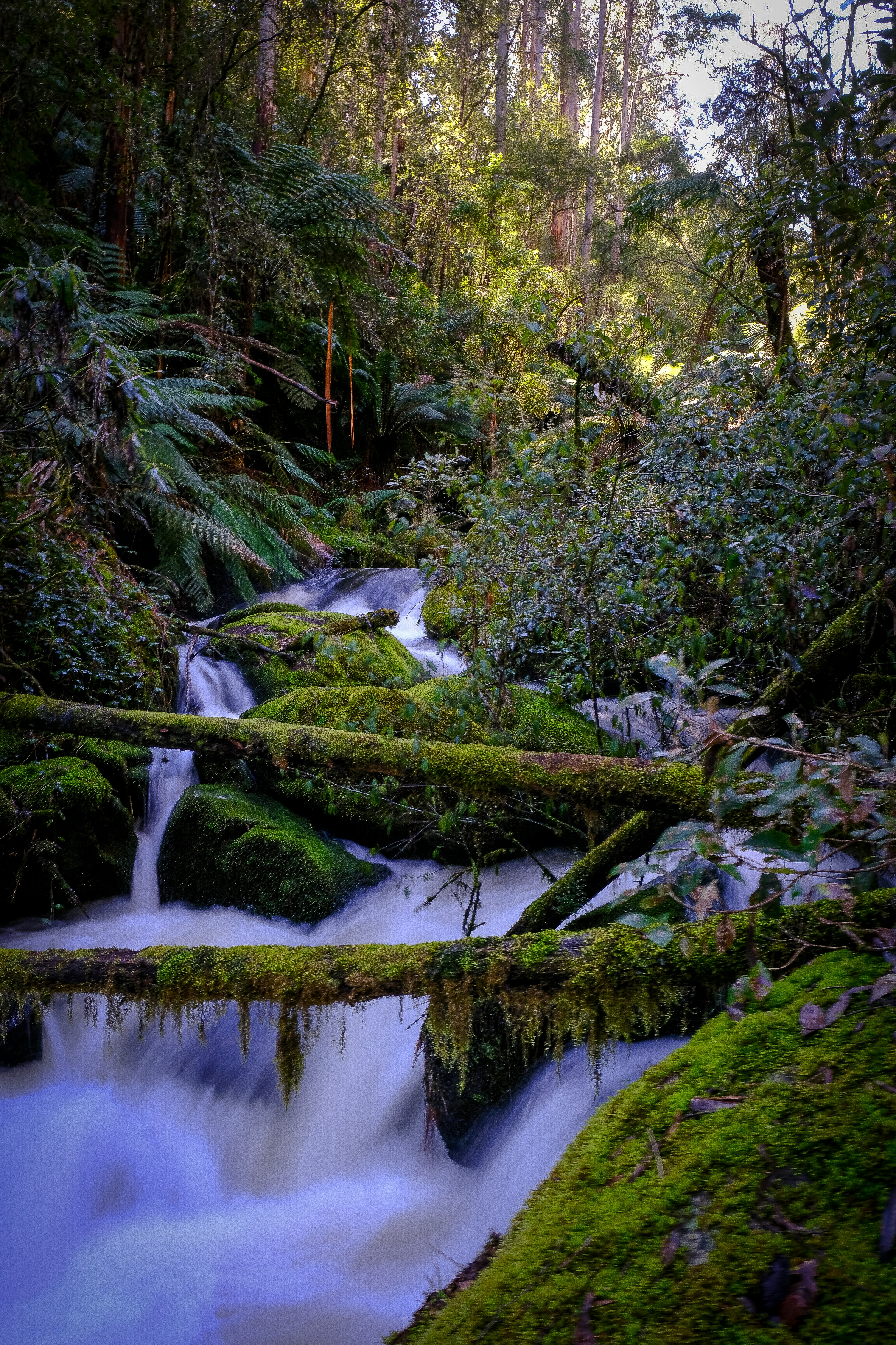 water falls in the middle of the forest